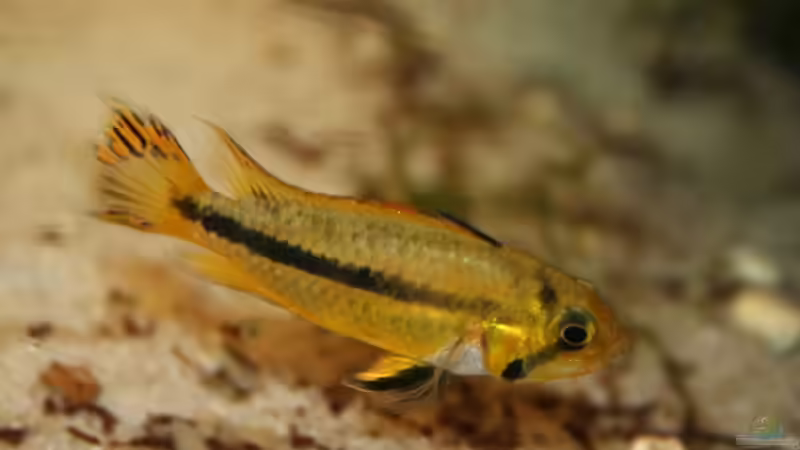 Besatz im Aquarium Altes Barschbecken von Inot (17)