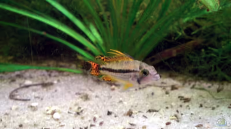 Besatz im Aquarium Altes Barschbecken von Inot (18)