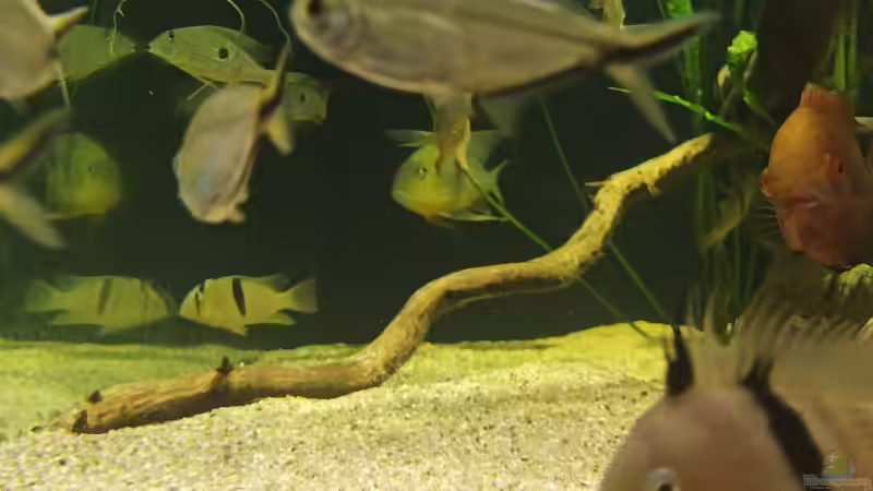 Besatz im Aquarium Altifrons (aufgelöst (Fische sind umgezogen) von JonnyGranato (17)