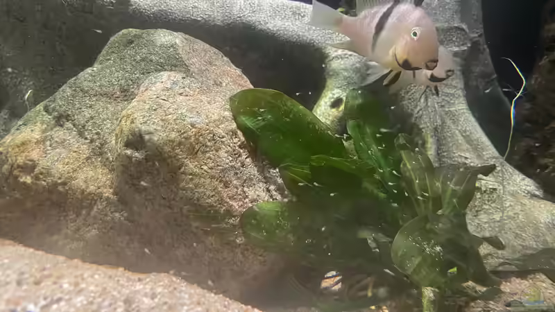 Besatz im Aquarium Altifrons (aufgelöst (Fische sind umgezogen) von JonnyGranato (19)