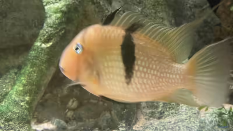 Besatz im Aquarium Altifrons (aufgelöst (Fische sind umgezogen) von JonnyGranato (20)