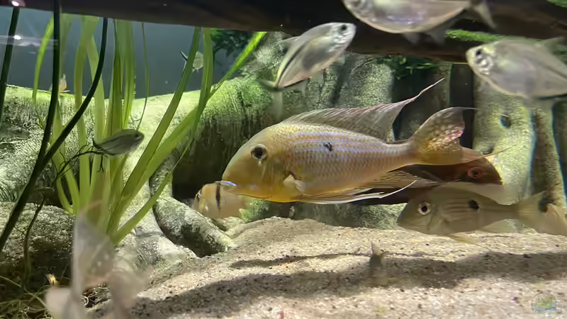 Besatz im Aquarium Altifrons (aufgelöst (Fische sind umgezogen) von JonnyGranato (21)
