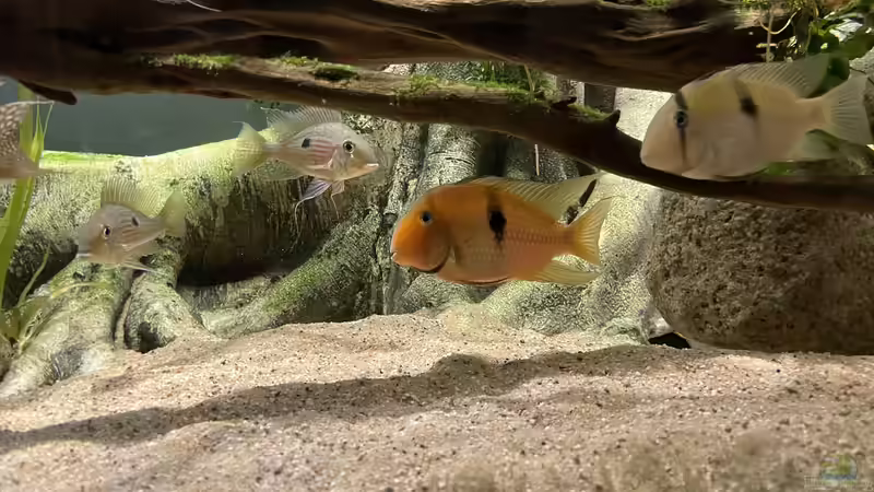 Besatz im Aquarium Altifrons (aufgelöst (Fische sind umgezogen) von JonnyGranato (26)