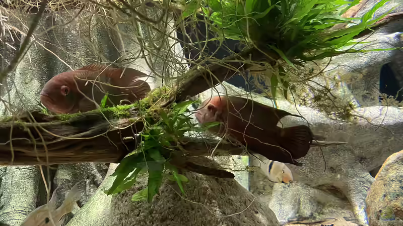 Besatz im Aquarium Altifrons (aufgelöst (Fische sind umgezogen) von JonnyGranato (28)