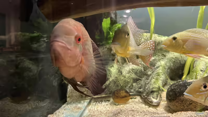 Besatz im Aquarium Altifrons (aufgelöst (Fische sind umgezogen) von JonnyGranato (29)