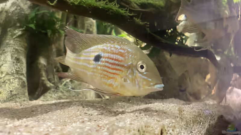 Besatz im Aquarium Altifrons (aufgelöst (Fische sind umgezogen) von JonnyGranato (30)