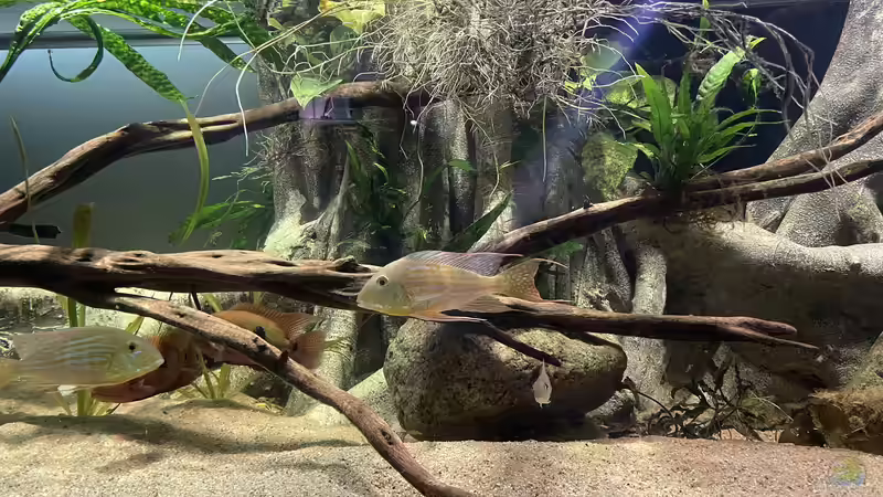 Besatz im Aquarium Altifrons von JonnyGranato (16)