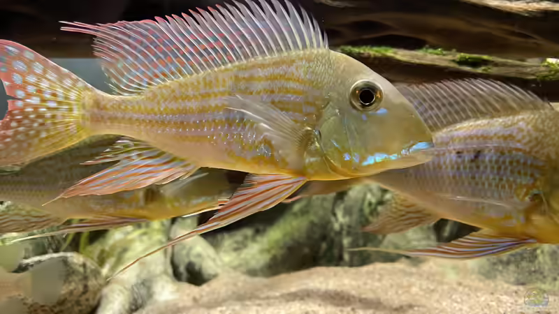 Besatz im Aquarium Altifrons von JonnyGranato (23)