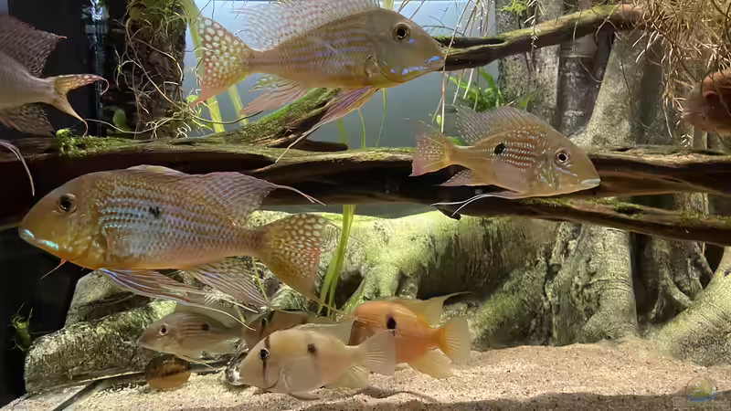 Besatz im Aquarium Altifrons von JonnyGranato (24)