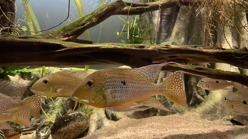 Besatz im Aquarium Altifrons von JonnyGranato (25)