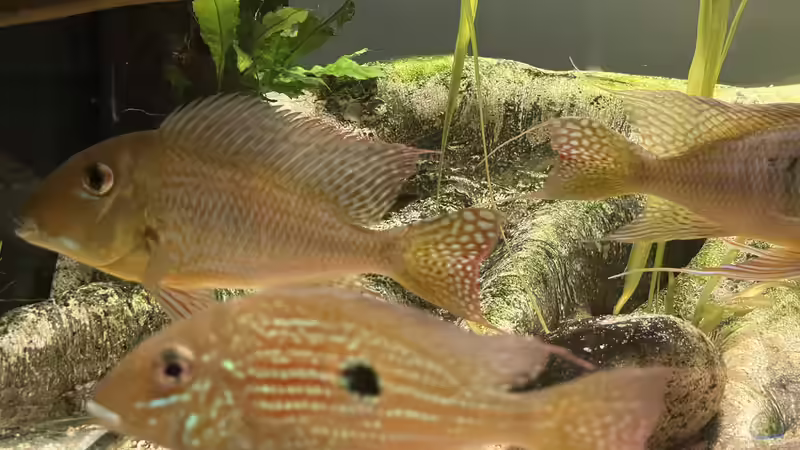 Besatz im Aquarium Altifrons von JonnyGranato (27)