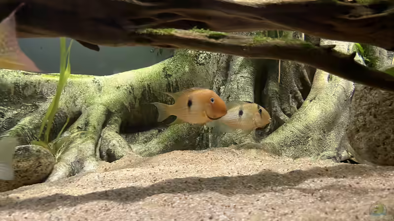 Besatz im Aquarium Altifrons von JonnyGranato (28)