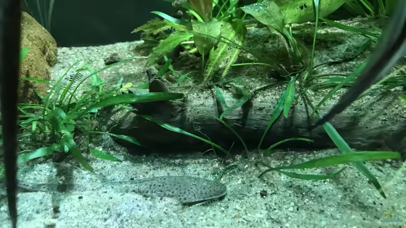 Besatz im Aquarium Altum Atabapo von JonnyGranato (25)