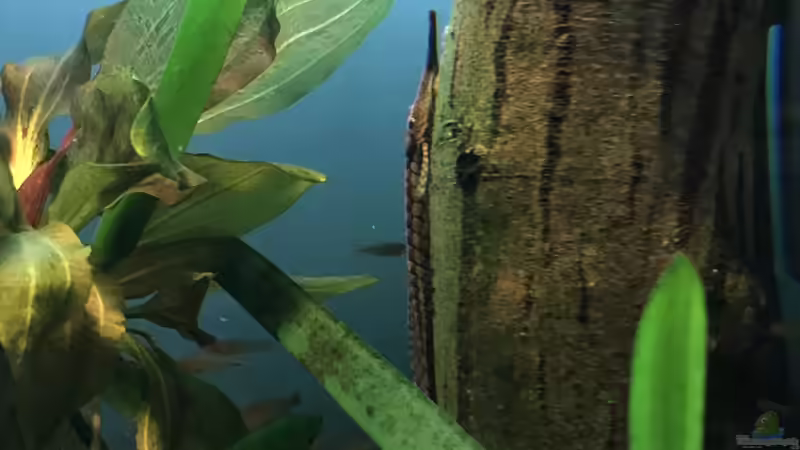Besatz im Aquarium Altum Atabapo von JonnyGranato (27)