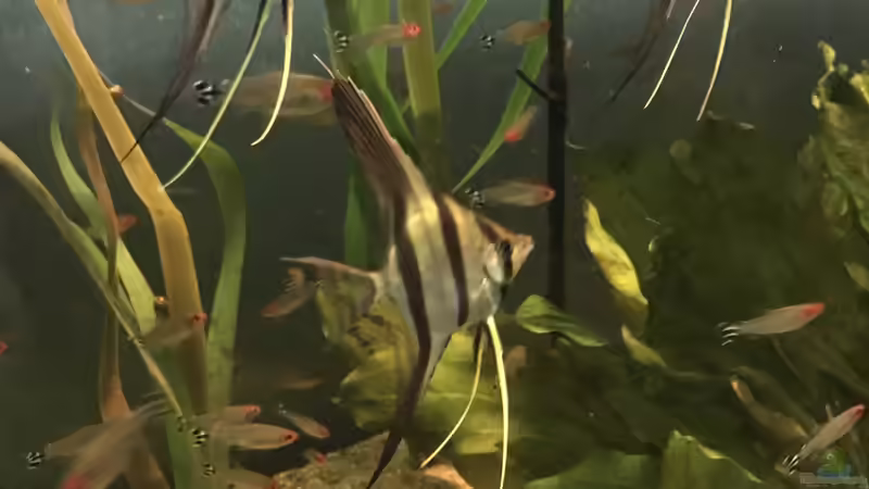 Besatz im Aquarium Altum Atabapo von JonnyGranato (28)