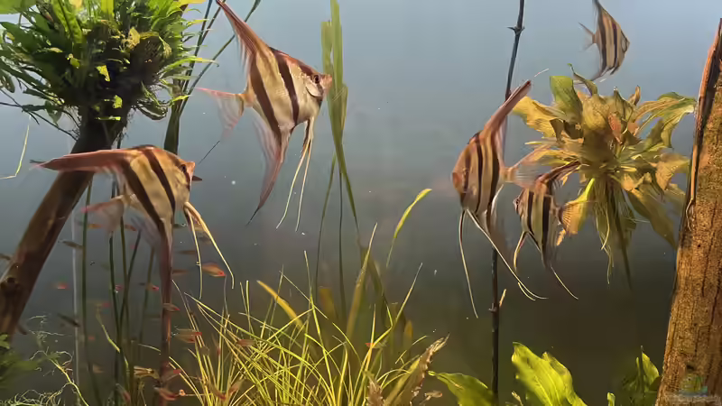 Besatz im Aquarium Altum Atabapo von JonnyGranato (30)