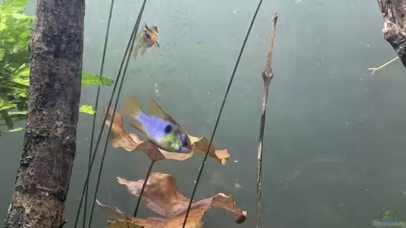 Besatz im Aquarium Altum Atabapo von JonnyGranato (31)