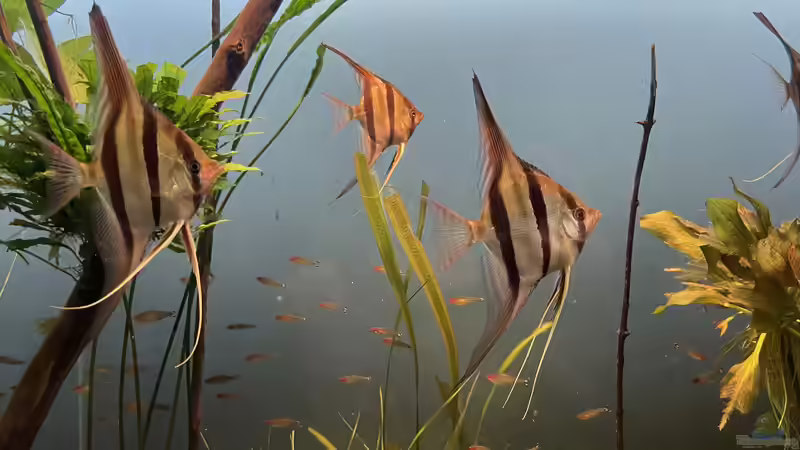 Besatz im Aquarium Altum Atabapo von JonnyGranato (32)