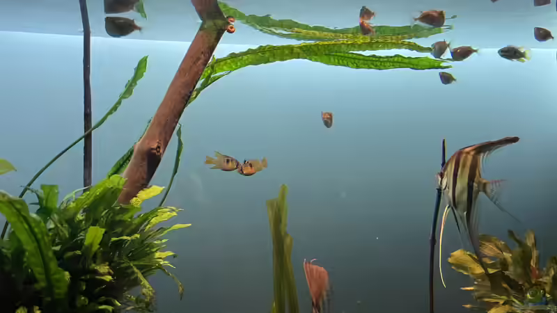 Besatz im Aquarium Altum Atabapo von JonnyGranato (33)