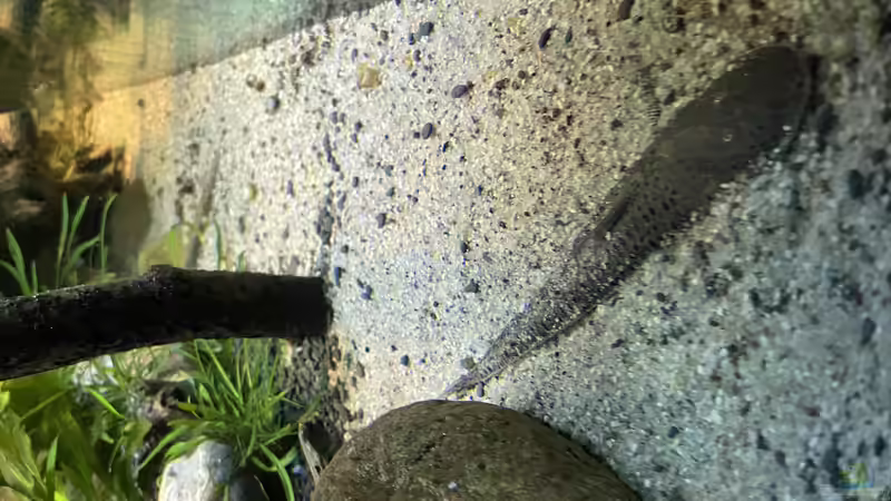 Besatz im Aquarium Altum Atabapo von JonnyGranato (34)