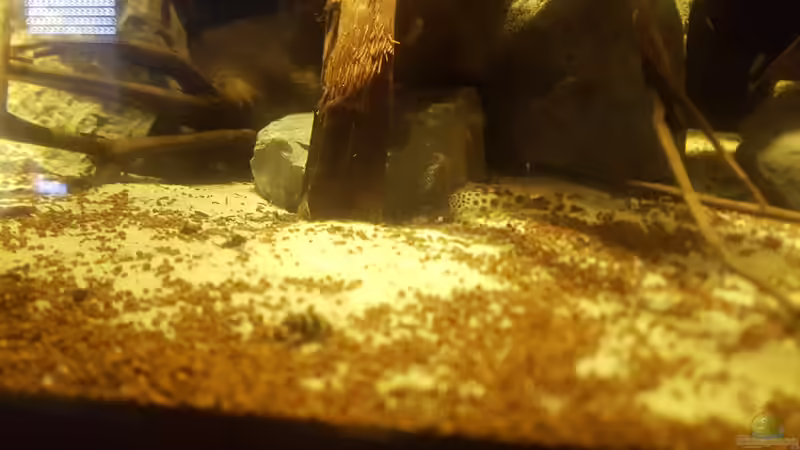 Besatz im Aquarium Altum Gesellschaftsbecken aufgelöst von Kevin Fruhen (20)