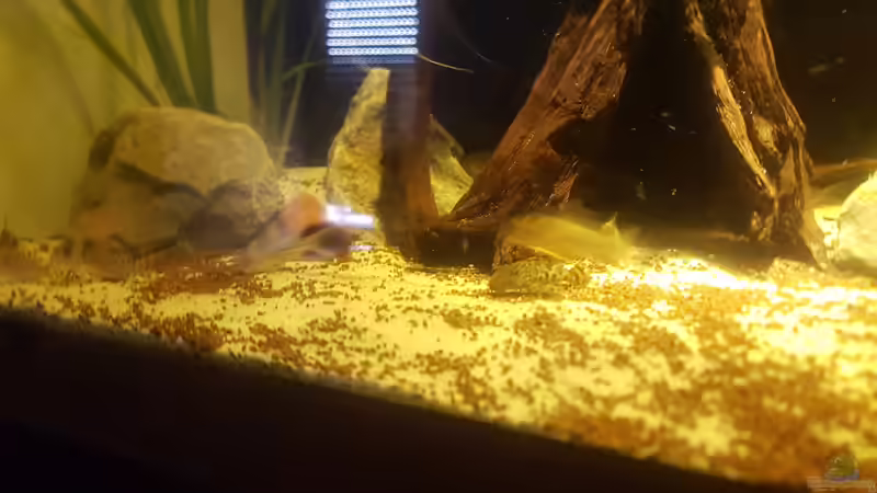 Besatz im Aquarium Altum Gesellschaftsbecken aufgelöst von Kevin Fruhen (21)