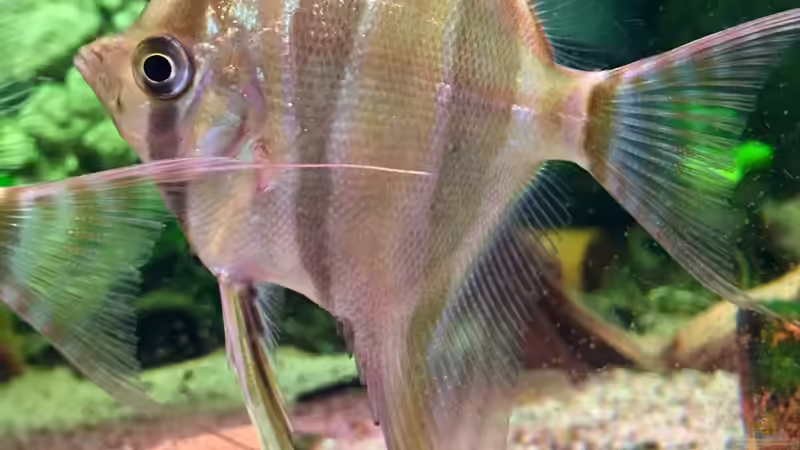 Besatz im Aquarium Altum Traum von Domi b (11)