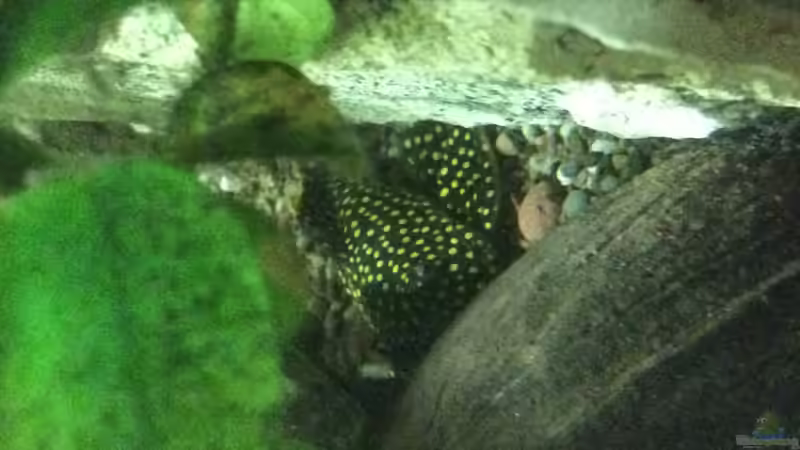 Besatz im Aquarium Altum Traum von Domi b (12)