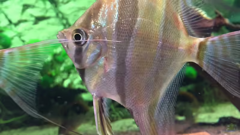 Besatz im Aquarium Altum Traum von Domi b (13)