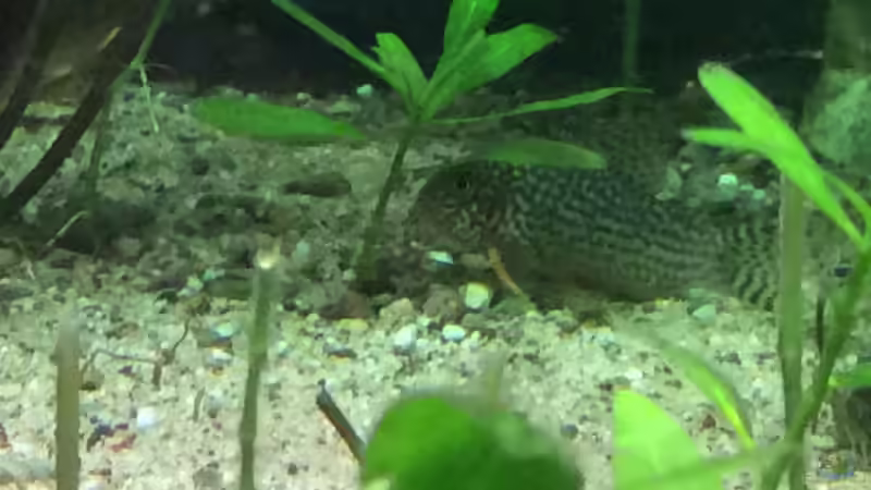 Besatz im Aquarium Altum Traum von Domi b (14)