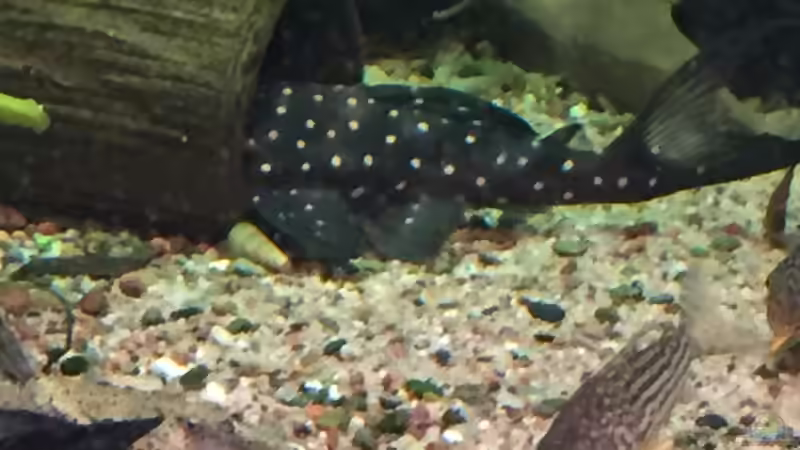 Besatz im Aquarium Altum Traum von Domi b (9)