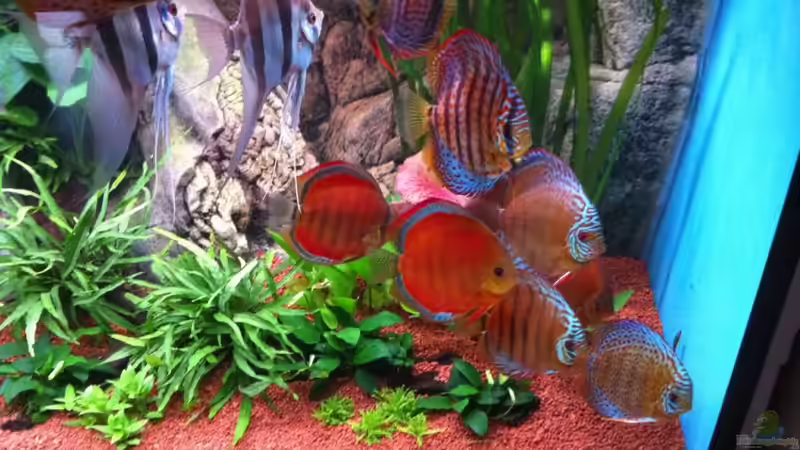 Besatz im Aquarium Altum und Diskus von Benjamin Daum (12)