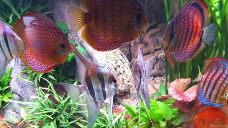 Besatz im Aquarium Altum und Diskus von Benjamin Daum (13)