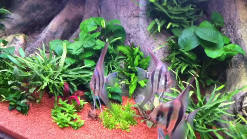 Besatz im Aquarium Altum und Diskus von Benjamin Daum (14)