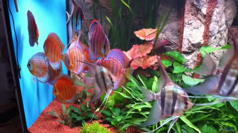 Besatz im Aquarium Altum und Diskus von Benjamin Daum (17)