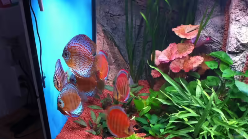 Besatz im Aquarium Altum und Diskus von Benjamin Daum (18)