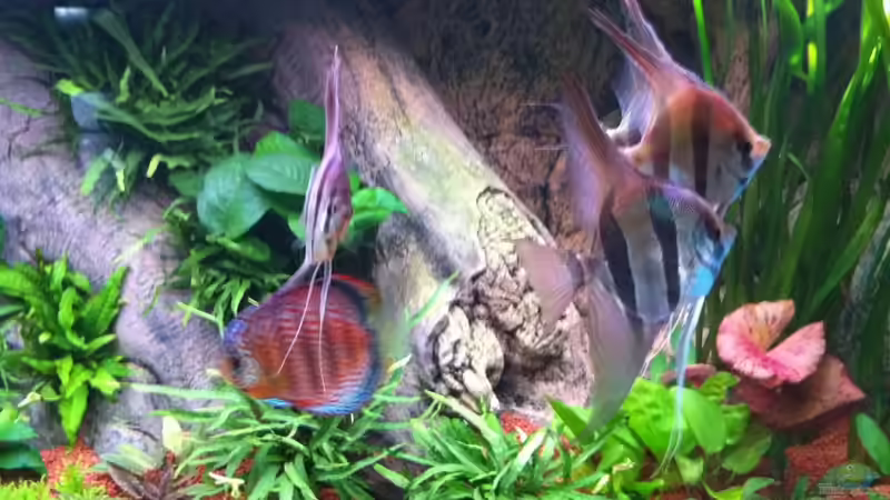 Besatz im Aquarium Altum und Diskus von Benjamin Daum (19)