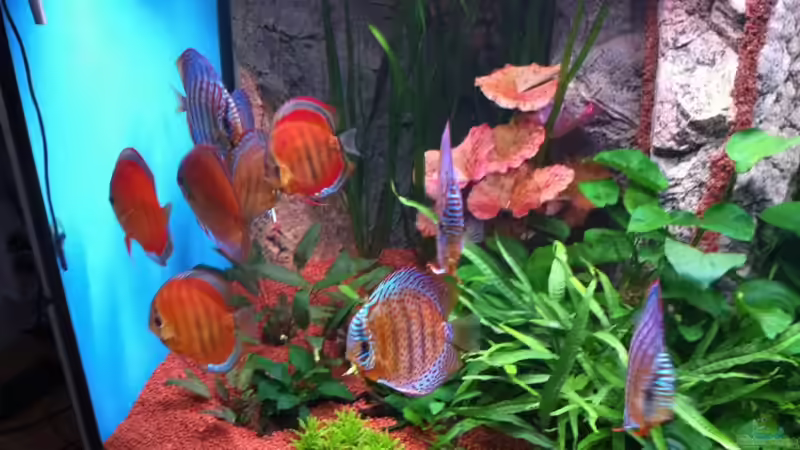 Besatz im Aquarium Altum und Diskus von Benjamin Daum (21)