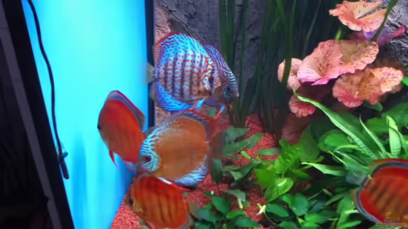 Besatz im Aquarium Altum und Diskus von Benjamin Daum (22)