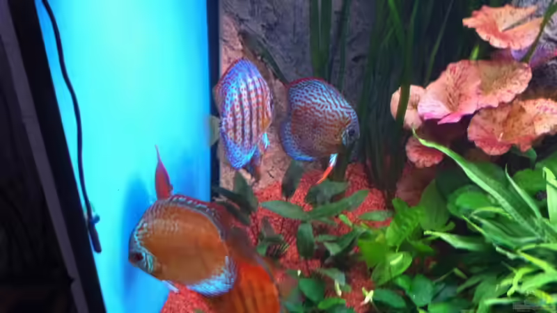 Besatz im Aquarium Altum und Diskus von Benjamin Daum (23)