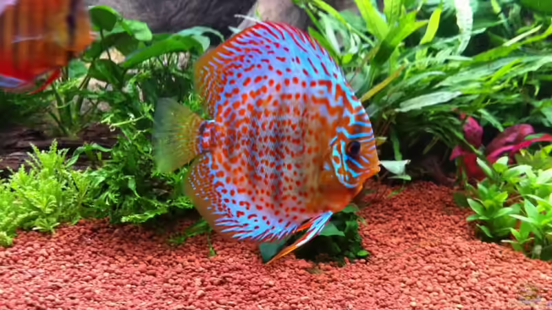 Besatz im Aquarium Altum und Diskus von Benjamin Daum (24)