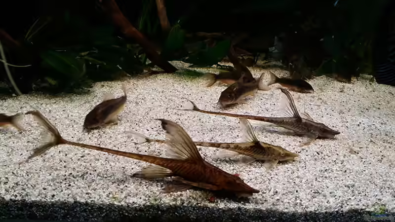 Besatz im Aquarium Altum von Dani B (24)