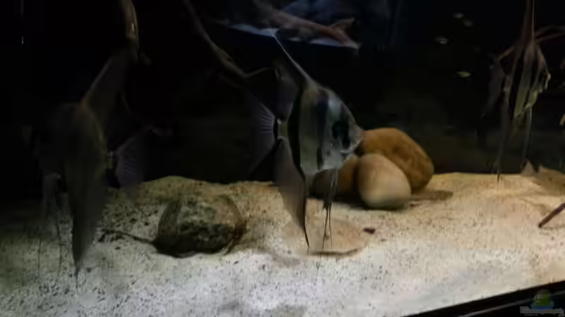 Besatz im Aquarium Altum Wurzelbiotop von Der Fischer (20)