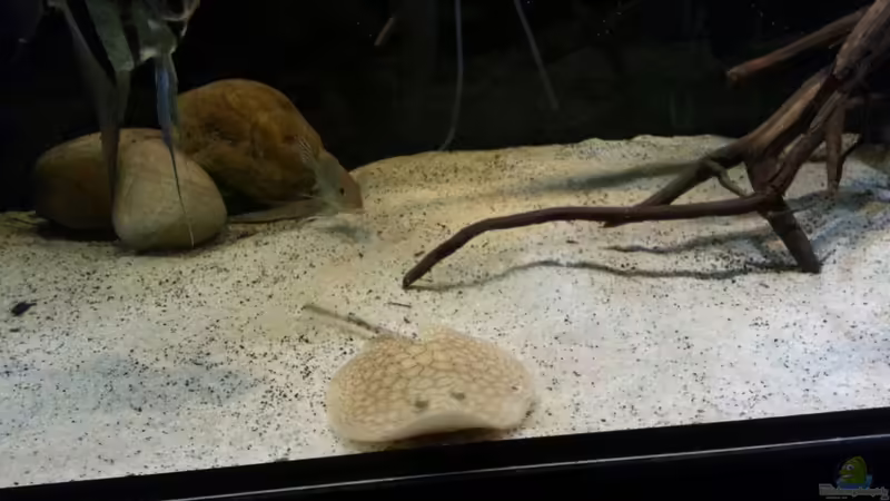 Besatz im Aquarium Altum Wurzelbiotop von Der Fischer (21)