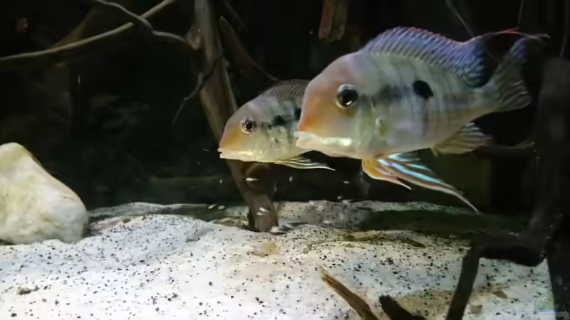 Besatz im Aquarium Altum Wurzelbiotop von Der Fischer (22)