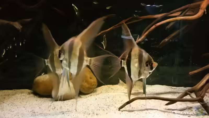 Besatz im Aquarium Altum Wurzelbiotop von Der Fischer (23)