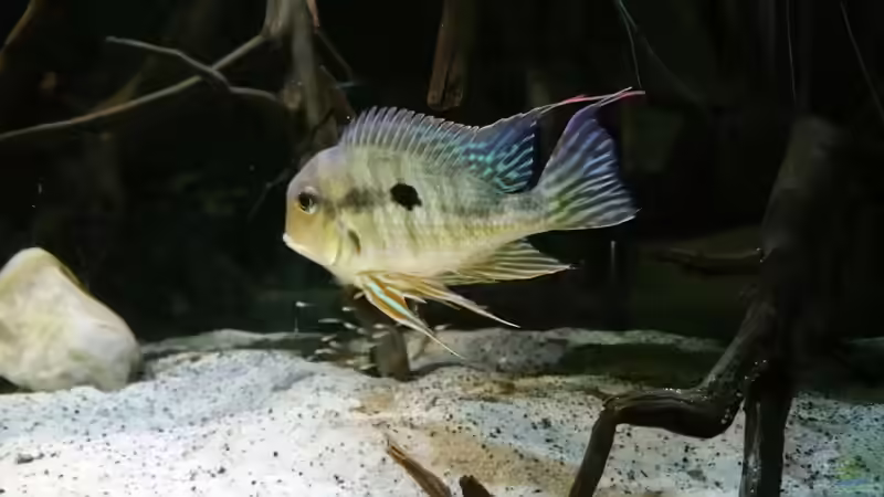 Besatz im Aquarium Altum Wurzelbiotop von Der Fischer (24)