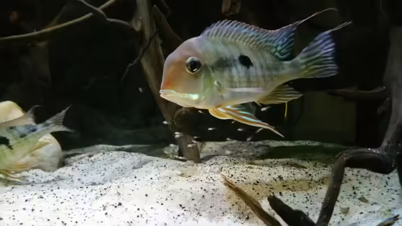 Besatz im Aquarium Altum Wurzelbiotop von Der Fischer (25)