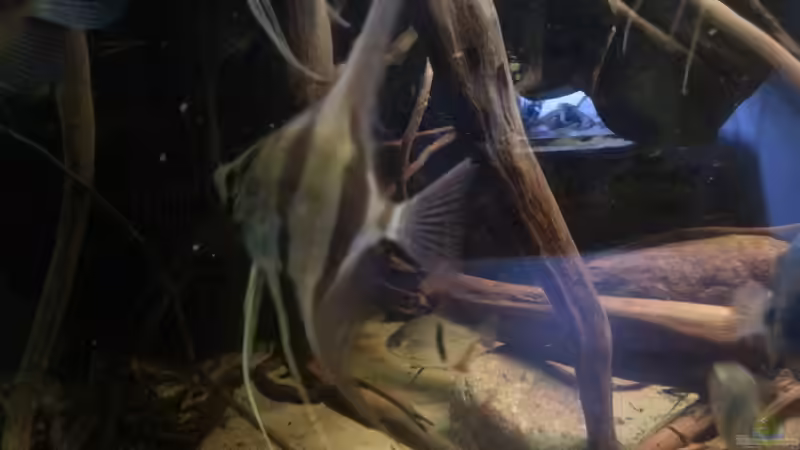 Besatz im Aquarium Altum Wurzelbiotop von Der Fischer (26)