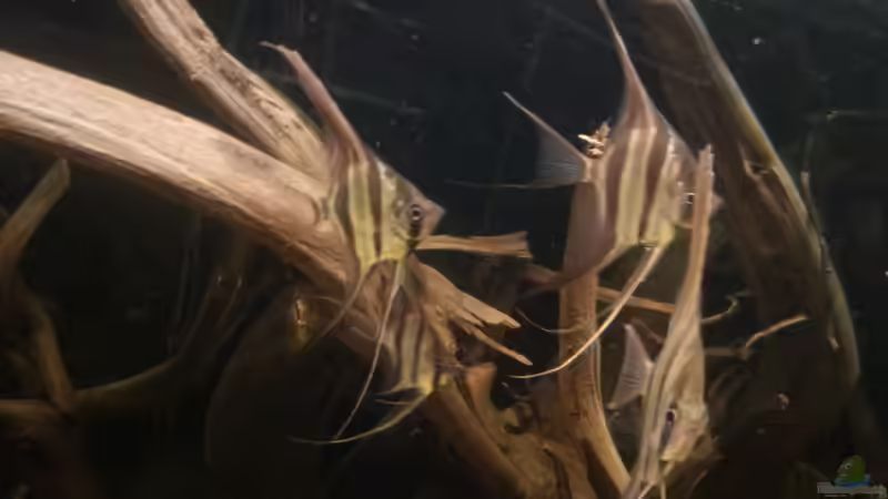 Besatz im Aquarium Altum Wurzelbiotop von Der Fischer (28)